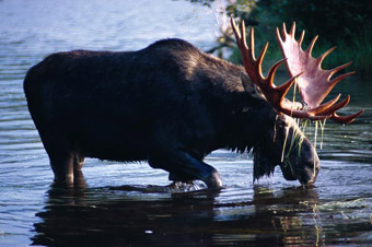 Maine Moose