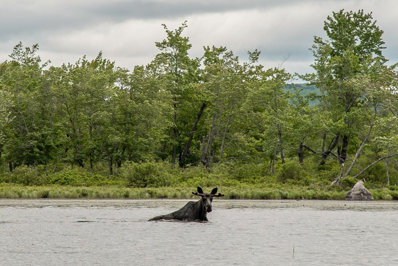 maine wildlife tour