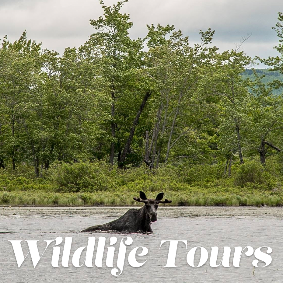 Book a Wildlife Tour