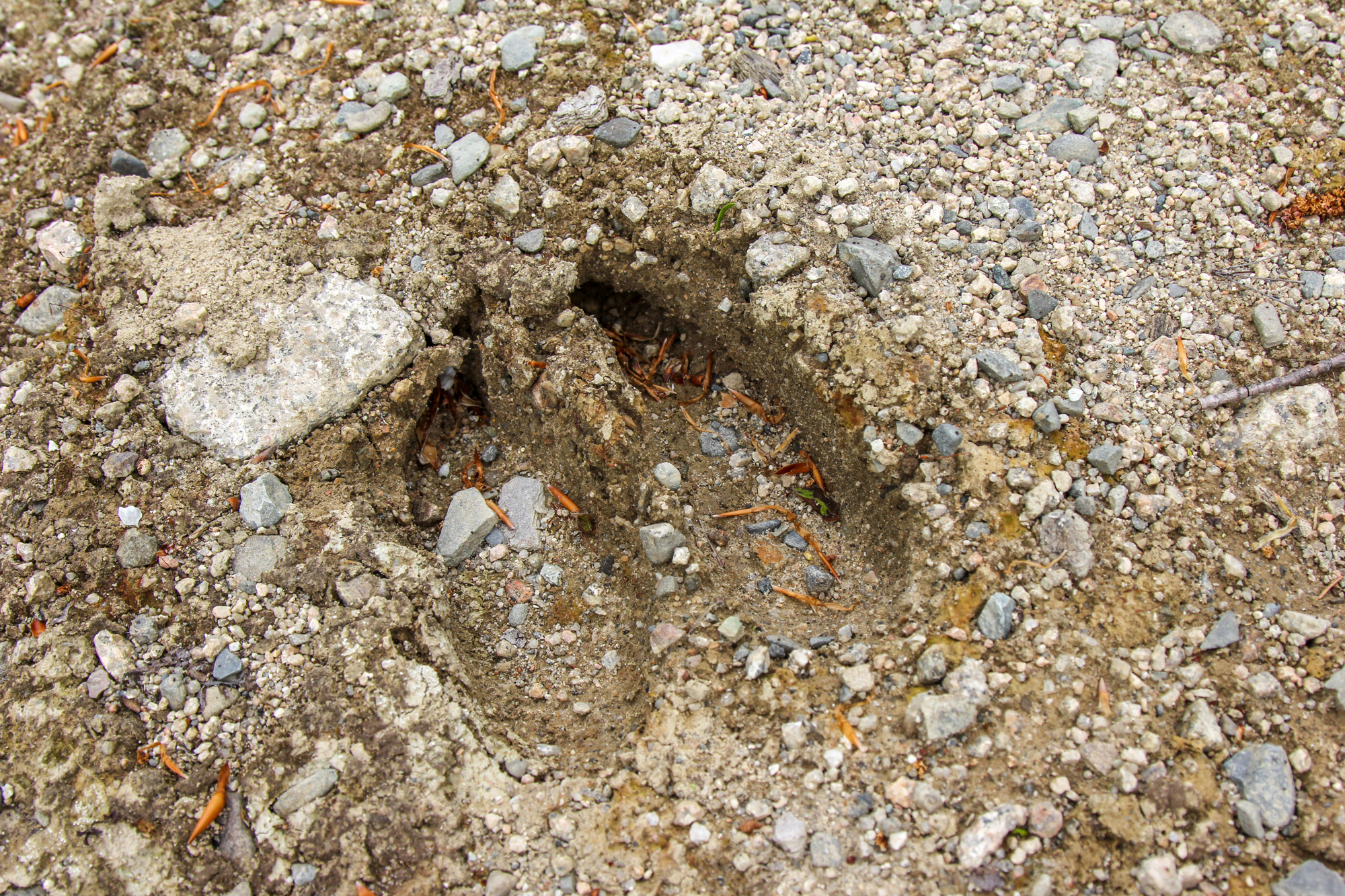 Katahdin loop trail moose hooves | New England Outdoor Center