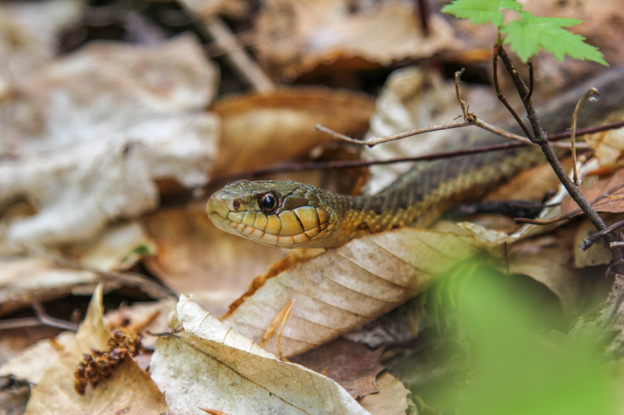 Katahdin loop trail snake | New England Outdoor Center